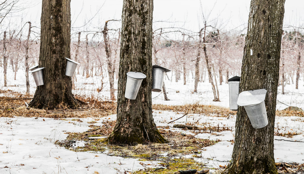 Maple Tours and Sugar Bush / #CanadaDo / Best Things to Do in New Brunswick During Winter